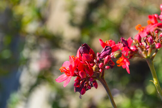 Close up herbal plant jatropha flower, red pollen flora in the garden