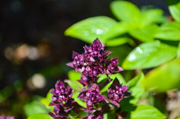 holy basil herb flowers in the garden, close up of ocimum tenuiflorum ayurvedic Tulsi plant
