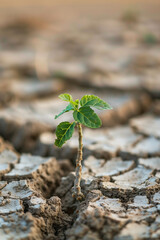 seedling grow in drought land