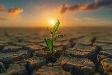 Deurstickers seedling grow in drought land © เอกสิทธิ์ นูนทะธรรม