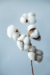 Branch of cotton on a blue background.
