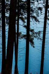 Pine tree silhouette with water surface in background. - 763882572