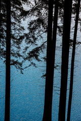 Pine tree silhouette with water surface in background. - 763882591