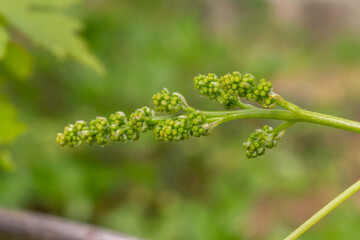 Blooming young wine grapes in vineyard in the spring time.