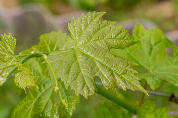 Grape leaf on a bush in the garden.