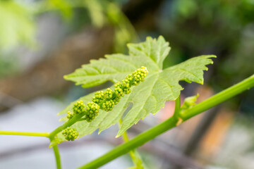 Young wine grapes in vineyard in the spring time.