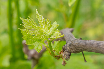 Grape bush and leaves in the garden.