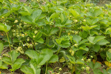 Plants of blossoming strawberries on the garden beds.