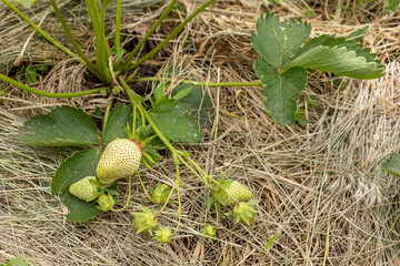 Strawberry bush with unripe berries.