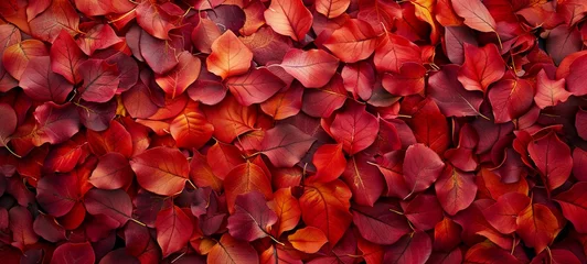 Zelfklevend Fotobehang texture of autumn leaves for wall background. foliage throughout the frame. generative ai © Анатолій Алаликін