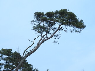 the isolated leaning pine