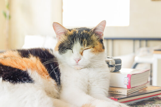 Three color Cat lying on table in cozy living room at home,funny kitty enjoying rest at home,persian cat relaxing in decorated room.