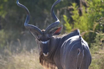 Crédence de cuisine en verre imprimé Antilope kudu