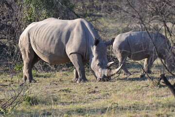 rhino and baby