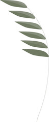 Blade of grass with sharp leaves. Vector.