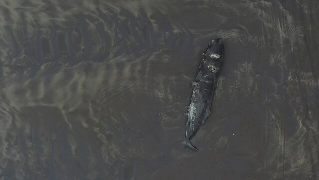 A drone, aerial footage of a huge sperm whale was washed ashore in a sandy beach near Astoria, Oregon, in Fort Stevens State Park, after being accidently killed by a ship's propeller