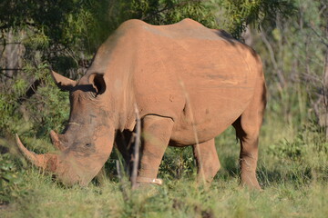 rhino in the wild © Martin