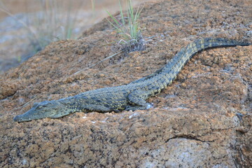 baby crocodile