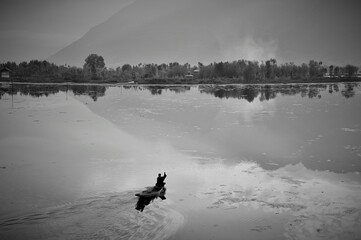 Obraz na płótnie Canvas Kashmiri man paddling boat, Nagin Lake, Dal Lake, Srinagar, Kashmir, Jammu and Kashmir, India, Asia