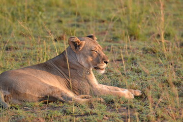 lioness