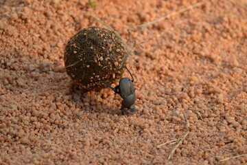 Dung beetle in action