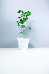 Small beautiful houseplant dwarf ficus Benjamin in an white small flowerpot on white-gray background.