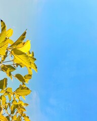 Obraz premium Yellow leaves with blue sky background