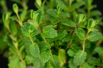 Closeup of mint leaves with small hairs and texture on black background, selective focus on one leaf.