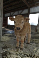 Fototapeta premium Newborn calf in a shed. The shed becomes a place of security for the newborn calf.
