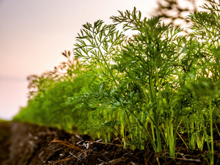 Vibrant carrot field at dawn, with the first light illuminating the lush foliage and fertile soil