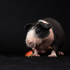 Skinny pig on black background