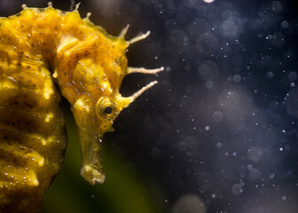 Speckled Seahorse Long-snouted seahorse Hairy Seahorse, Hippocampus guttulatus,. Capo Caccia, Porto Conte, Alghero, Sardinia, Italy © antasfoto