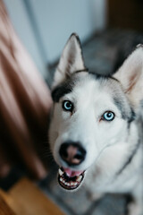 A husky dog with blue eyes. © Oksana
