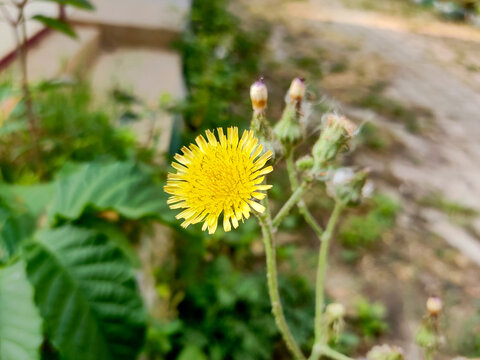 Sow thistles are a type of yellow flowering plant that belongs to the Asteraceae family. They are commonly found in disturbed areas and wastelands.