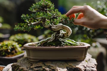 Fotobehang person gently turning bonsai to inspect it from all angles © altitudevisual