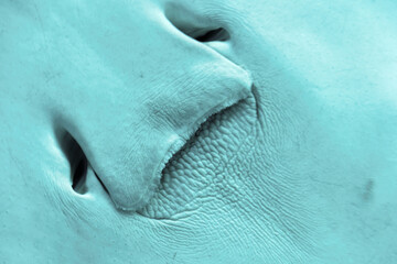 Closeup detailed view of stingray face. Underwater life and creatures. Isolated background