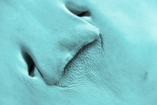 Closeup detailed view of stingray face. Underwater life and creatures. Isolated background - Powered by Adobe