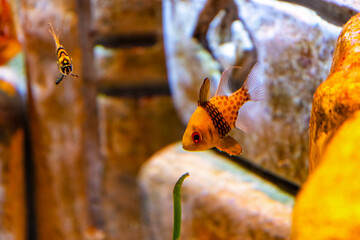 Small yellow spotted pajama cardinalfish swimming in the aquarium. Tranquil scene