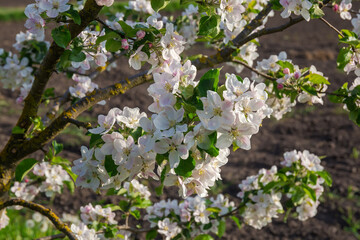 Apple branches with flowers on a blurred background of ground