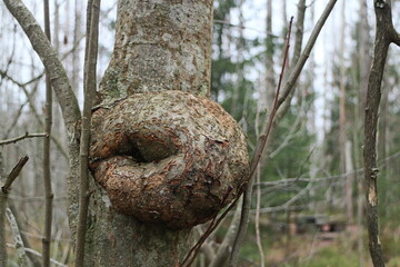 large round burl, a bizarre growth on a tree trunk in the forest