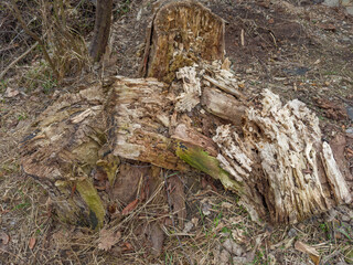 Rotten stump of the old thick tree in overcast day