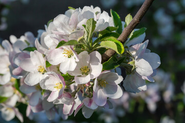 Apple branch with flowers on a dark blurred background
