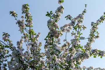 Apple branches with flowers on a background of clear sky