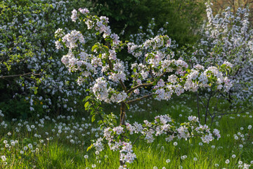 Young blooming apple tree against the grass and other trees