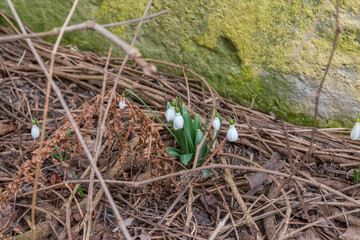 Bush of blooming snowdrops among dry branches in overcast weather