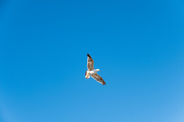 Seagull on blue background. European herring gull, Larus argentatus. Seagull flying in front of blue clouds.