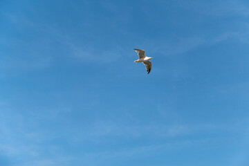 Seagull on blue background. European herring gull, Larus argentatus. Seagull flying in front of blue clouds.