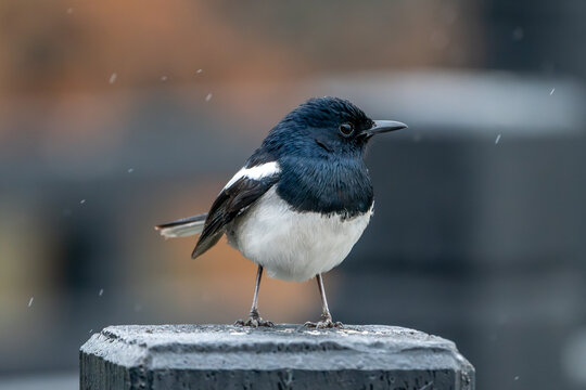 Indian magpie warbler Copsychus saularis) on a post in a snowy landscape