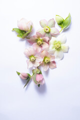 floral layout of flowers hellebores isolated on a white background. Top view. Spring flat lay with copy space.