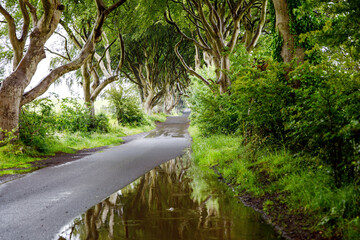 Spectacular Dark Hedges in County Antrim, Northern Ireland on cloudy foggy day. Avenue of beech...